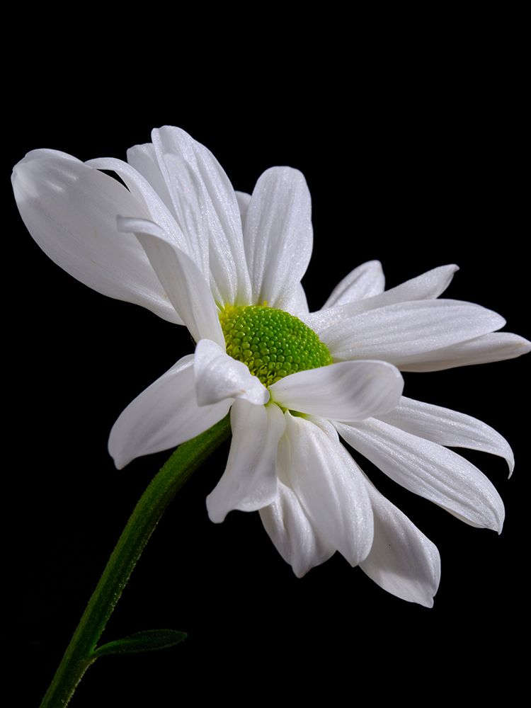 White Daisy Flower art print by Engin Akyurt for $57.95 CAD