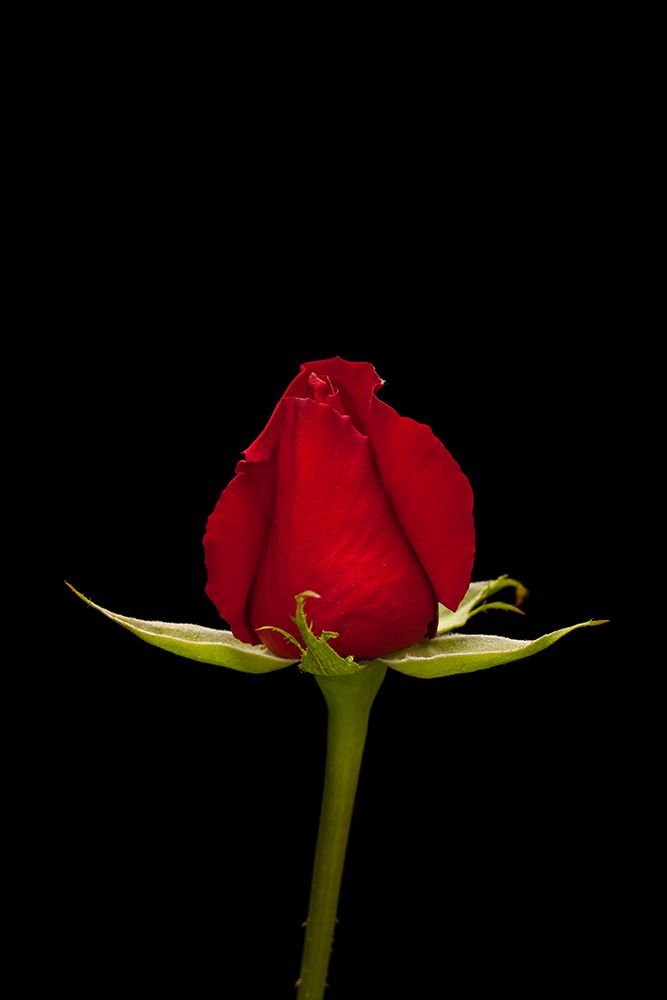 A Beautiful Red Rose art print by Engin Akyurt for $57.95 CAD
