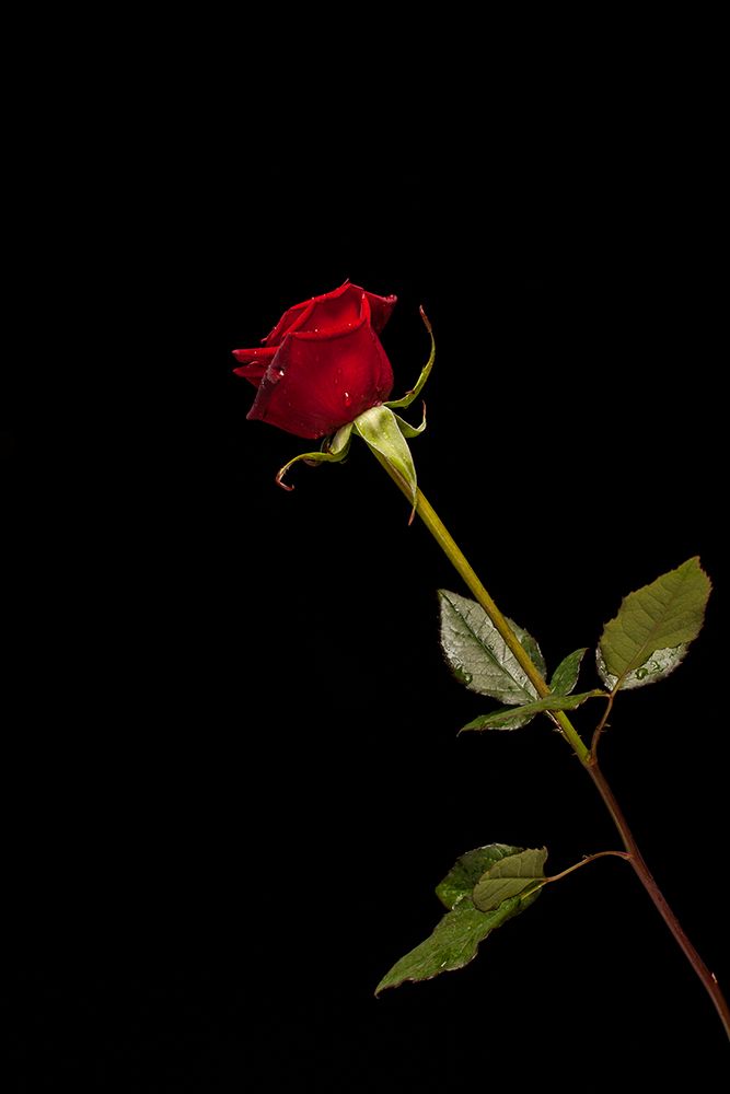 Red Rose Isolated On Black Background art print by Engin Akyurt for $57.95 CAD