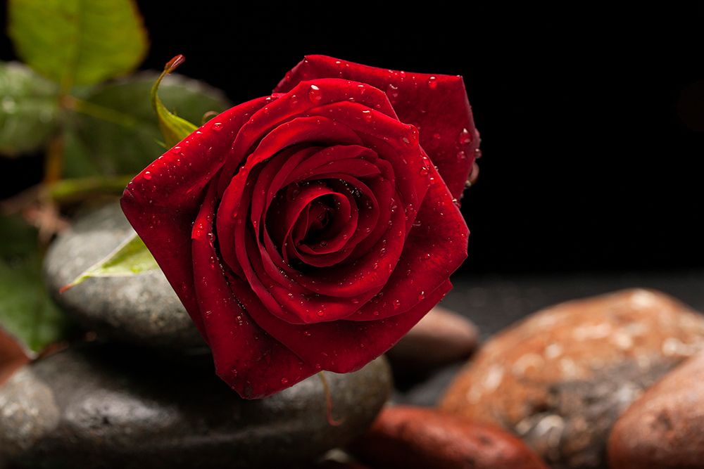 Red Rose art print by Engin Akyurt for $57.95 CAD