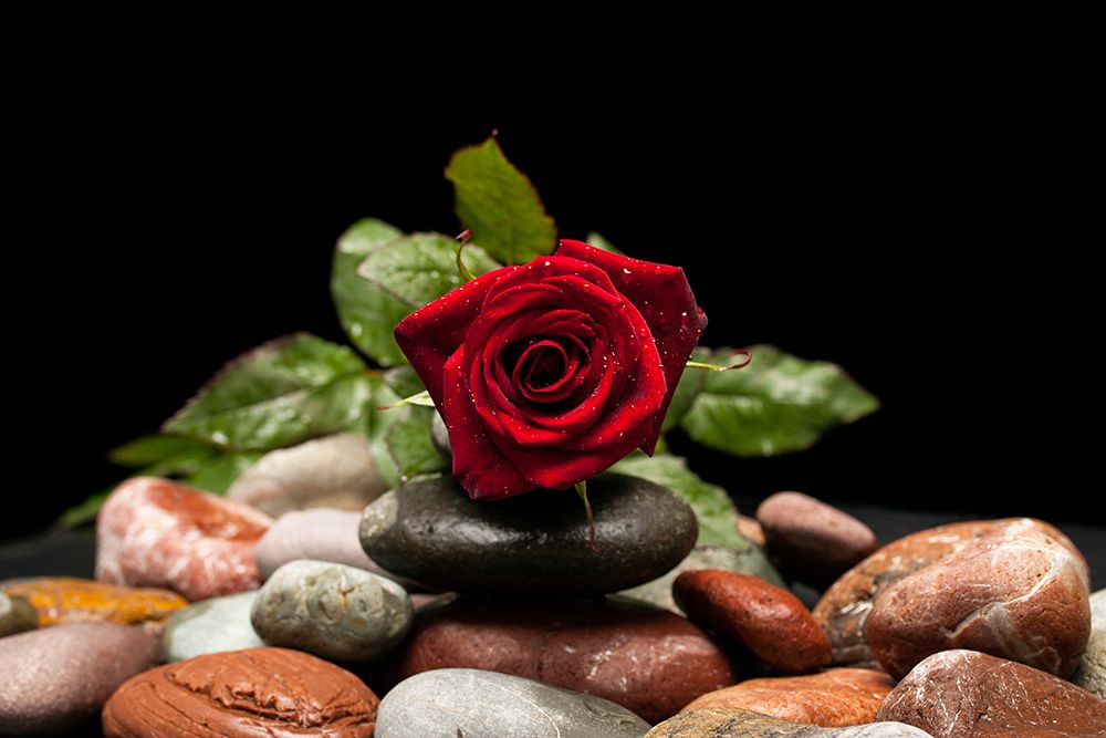 Red Rose art print by Engin Akyurt for $57.95 CAD