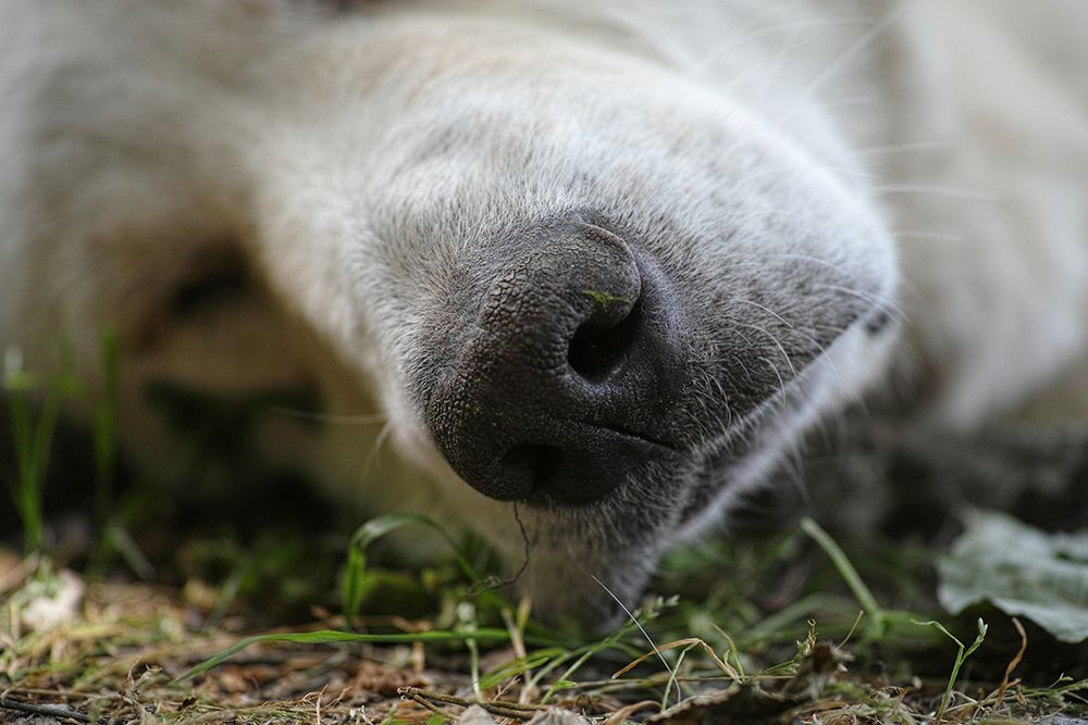 Sleeping Dog art print by Engin Akyurt for $57.95 CAD