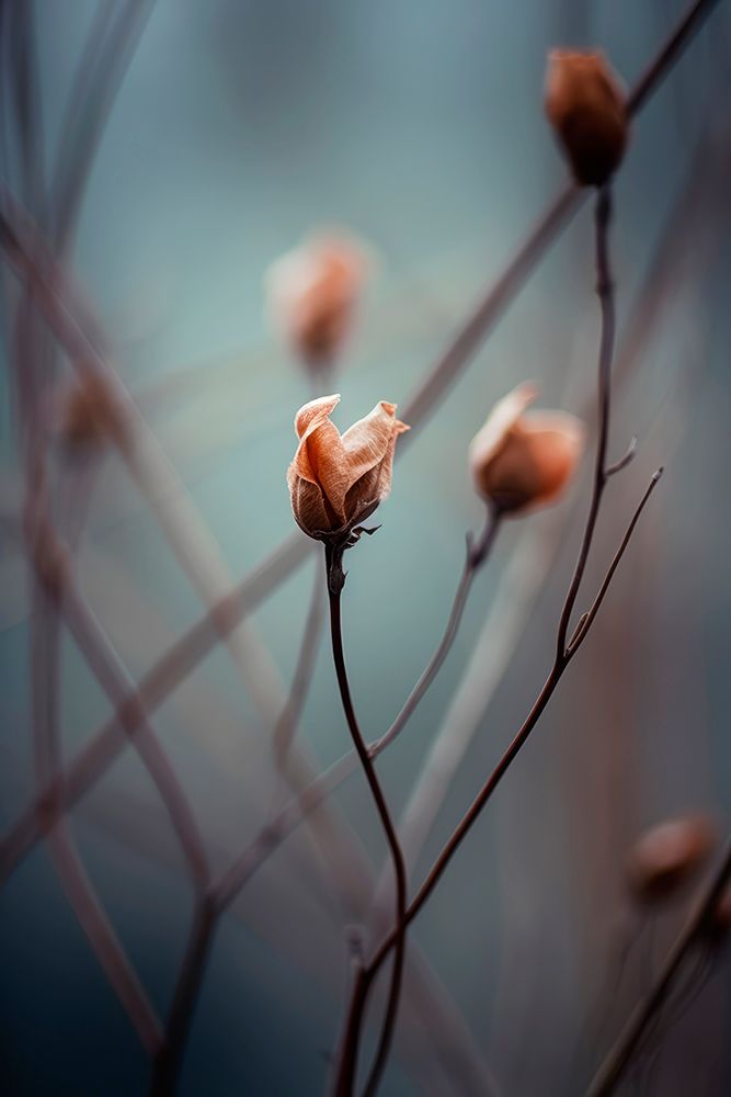 Awakening Beauty art print by Treechild for $57.95 CAD