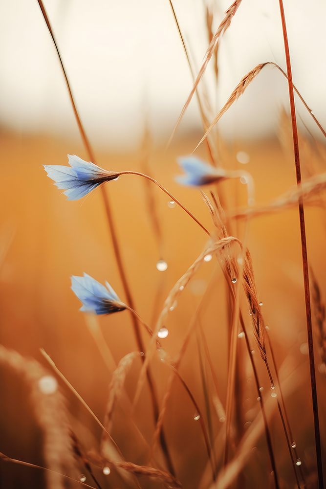 Blue Corn Flowers art print by Treechild for $57.95 CAD