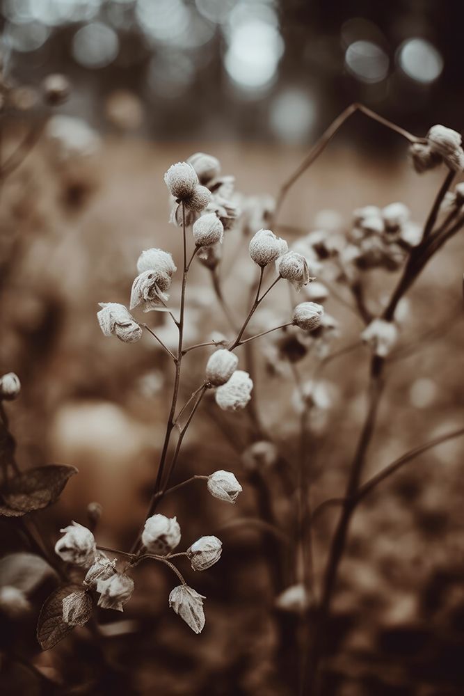 Low Light Nature No 7 art print by Treechild for $57.95 CAD