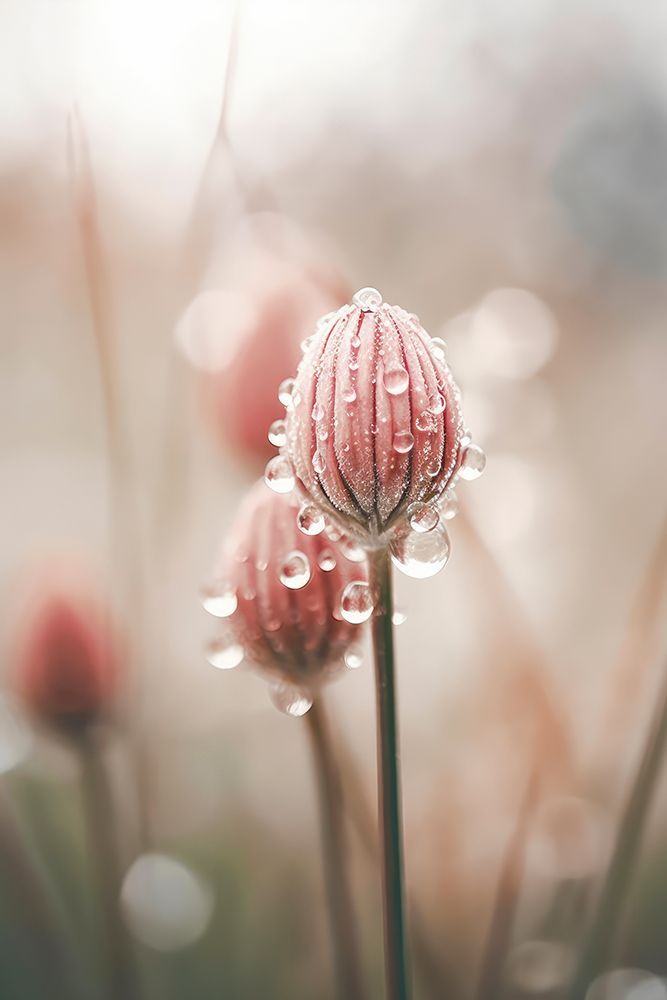 Pastel Nature Macro No 5 art print by Treechild for $57.95 CAD