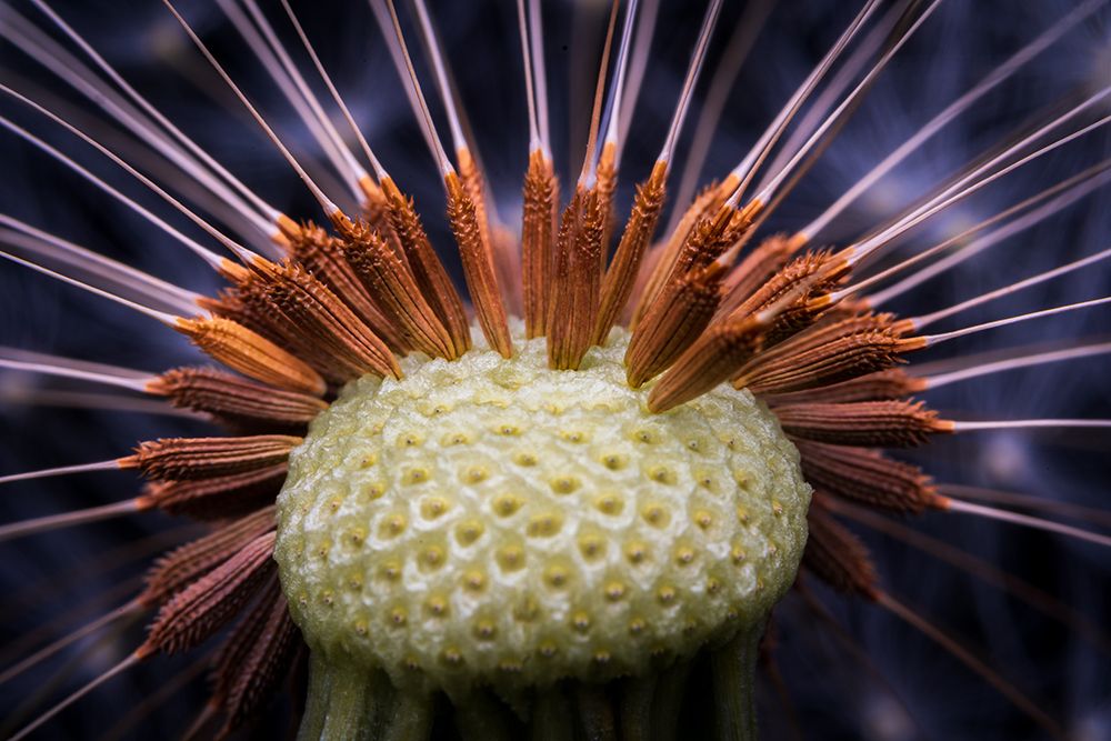 Inside Dandelion art print by Eduard Andrica for $57.95 CAD