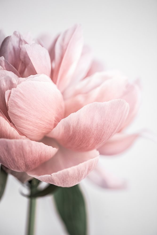 Peony 3 art print by Mareike Bohmer for $57.95 CAD