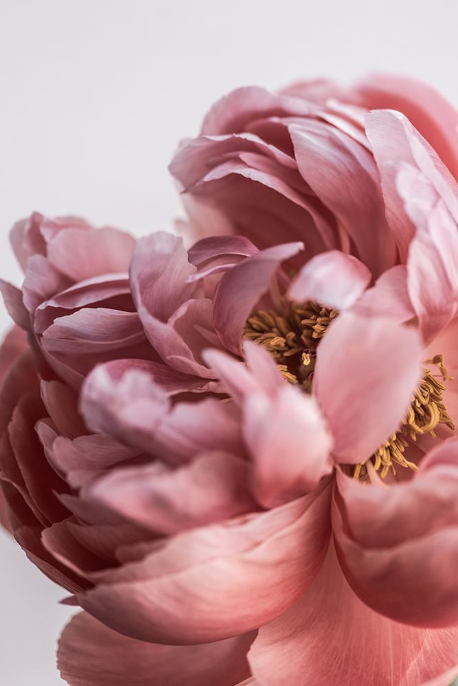 Peony art print by Mareike Bohmer for $57.95 CAD