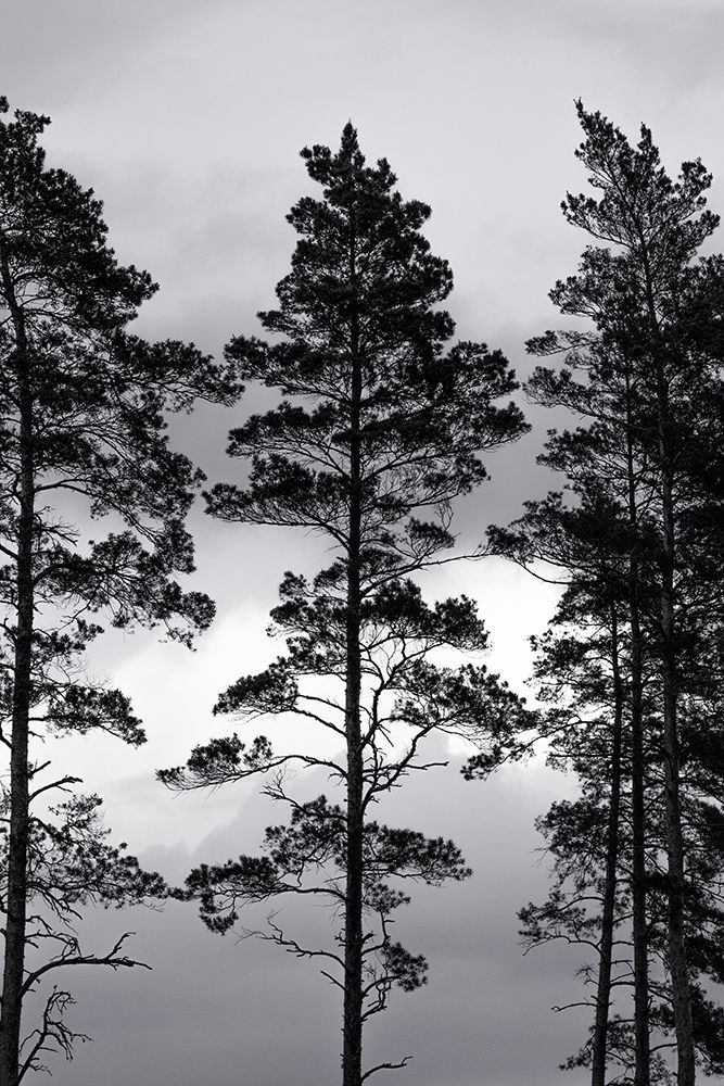 Swedish Trees art print by Mareike Bohmer for $57.95 CAD
