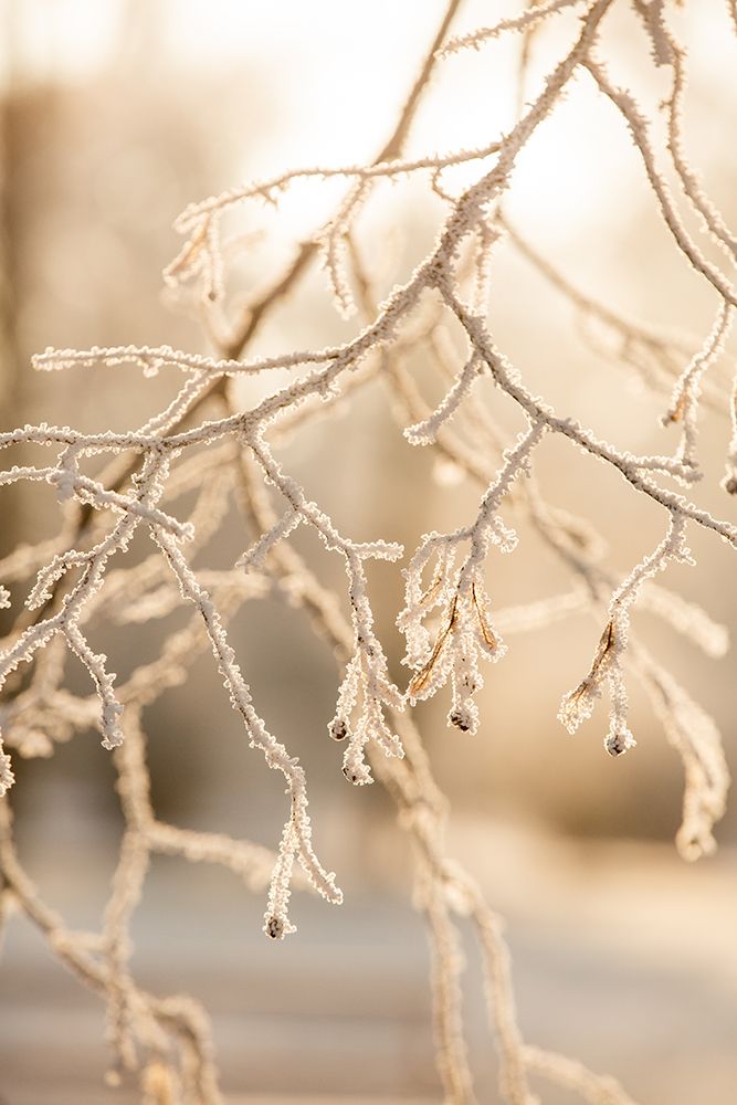 Frosty Morning 6 art print by Mareike Bohmer for $57.95 CAD