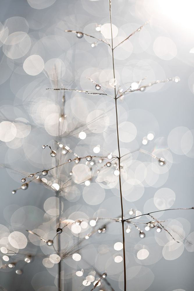 Natural Sparkle art print by Mareike Bohmer for $57.95 CAD