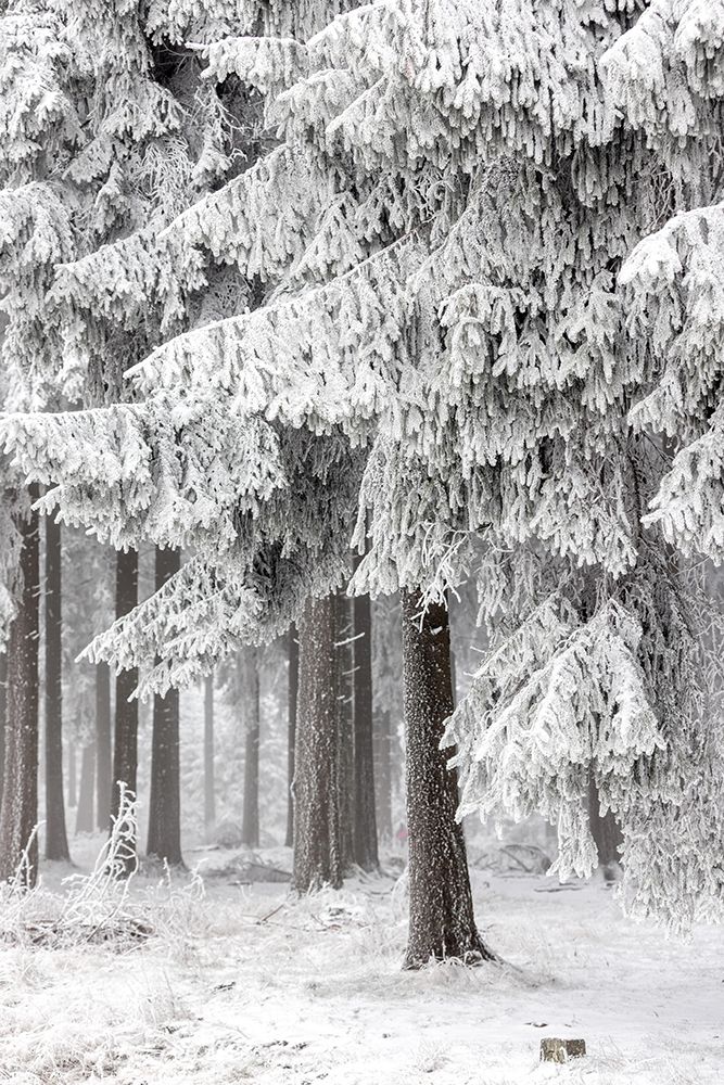 Winter Forest 2 art print by Mareike Bohmer for $57.95 CAD