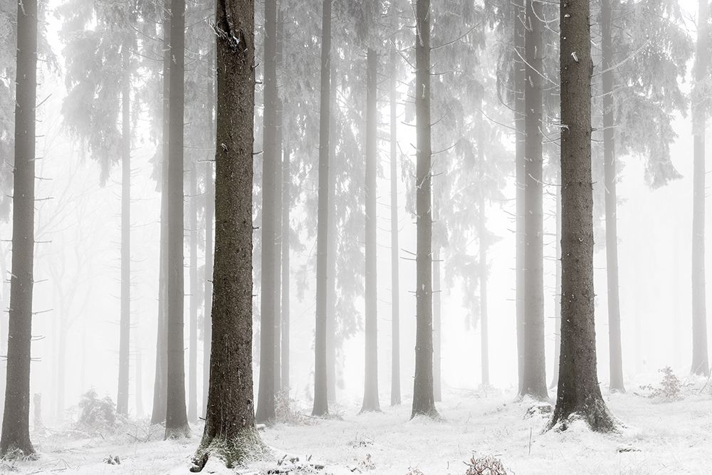 Winter Forest art print by Mareike Bohmer for $57.95 CAD