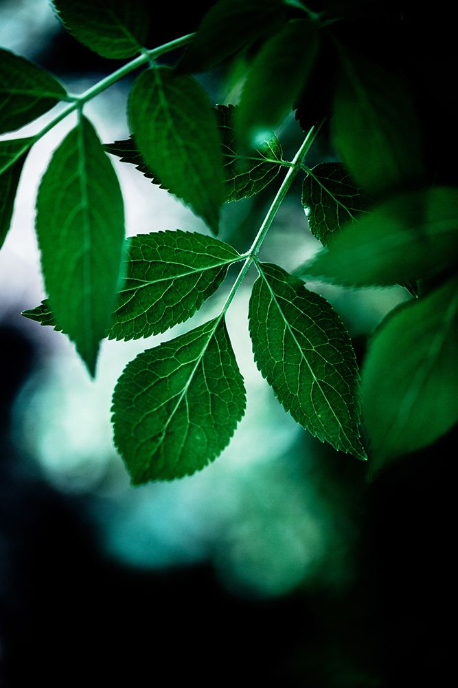 Dark Leaves 14 art print by Mareike Bohmer for $57.95 CAD
