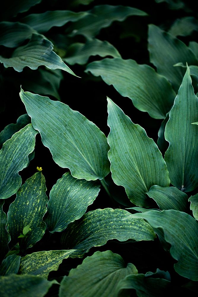 Dark Leaves 15 art print by Mareike Bohmer for $57.95 CAD
