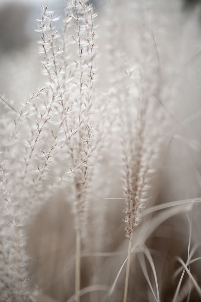 Grass 18 art print by Mareike Bohmer for $57.95 CAD