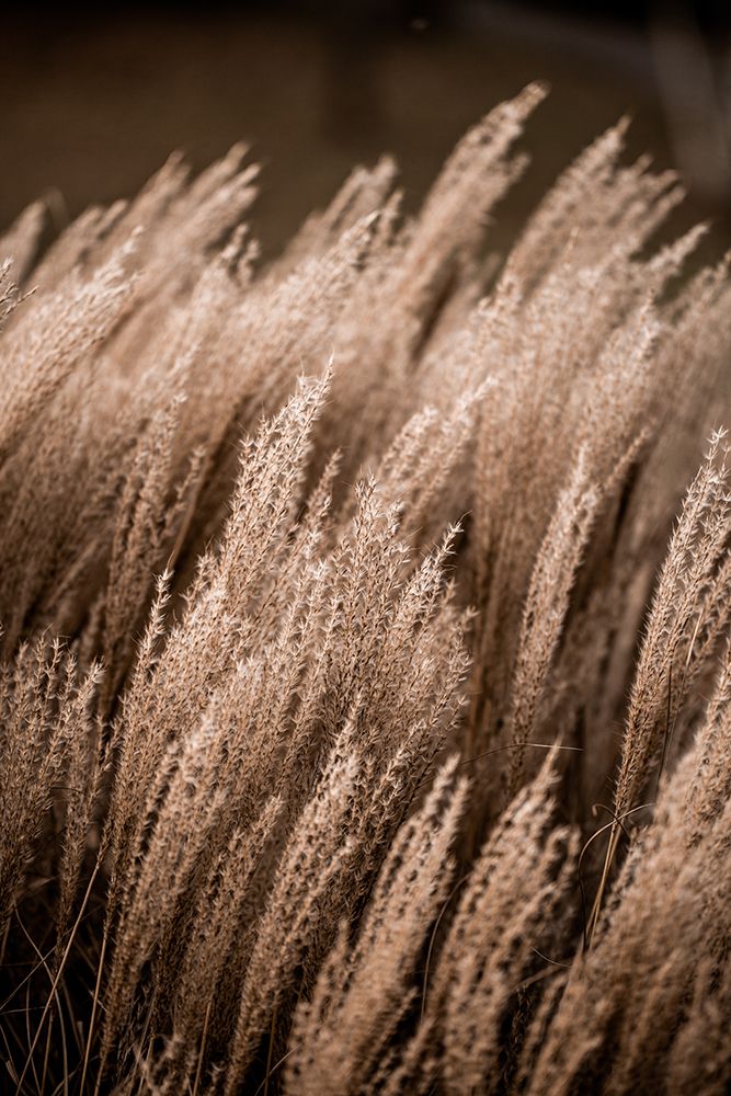 Grass 16 art print by Mareike Bohmer for $57.95 CAD