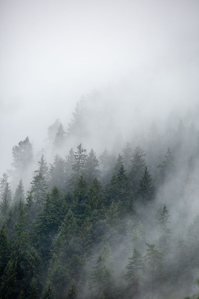 Foggy Morning 2 art print by Mareike Bohmer for $57.95 CAD