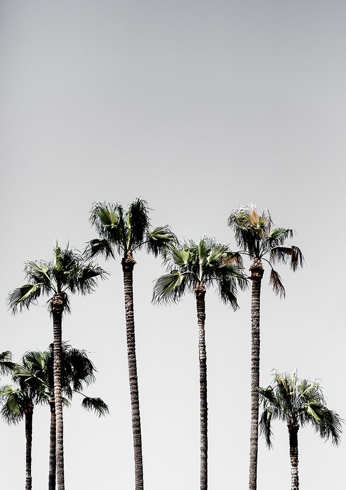 Palm Trees 5 art print by Mareike Bohmer for $57.95 CAD