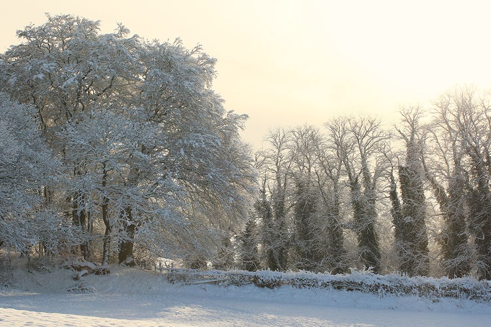 Woods In The Snow art print by Alyson Fennell for $57.95 CAD