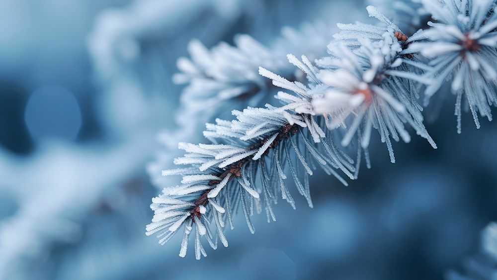 Winter Impressions No 8 art print by Treechild for $57.95 CAD