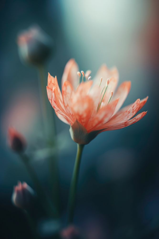 Orange Beauty art print by Treechild for $57.95 CAD