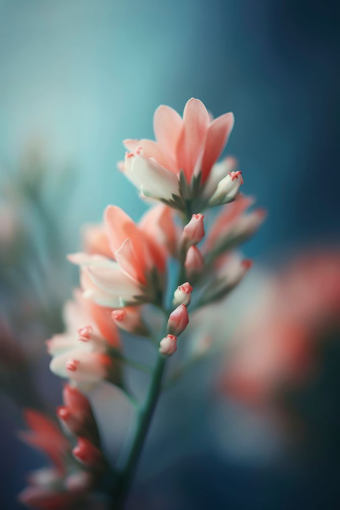 Pastel Pink Beauty art print by Treechild for $57.95 CAD