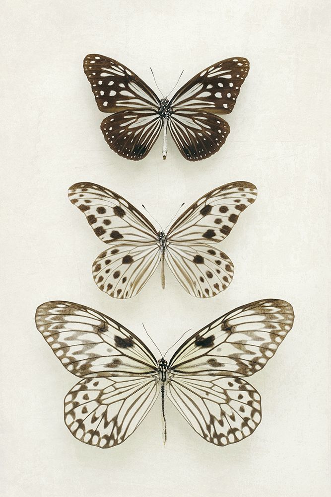 Three Neutral Butterflies art print by Alyson Fennell for $57.95 CAD