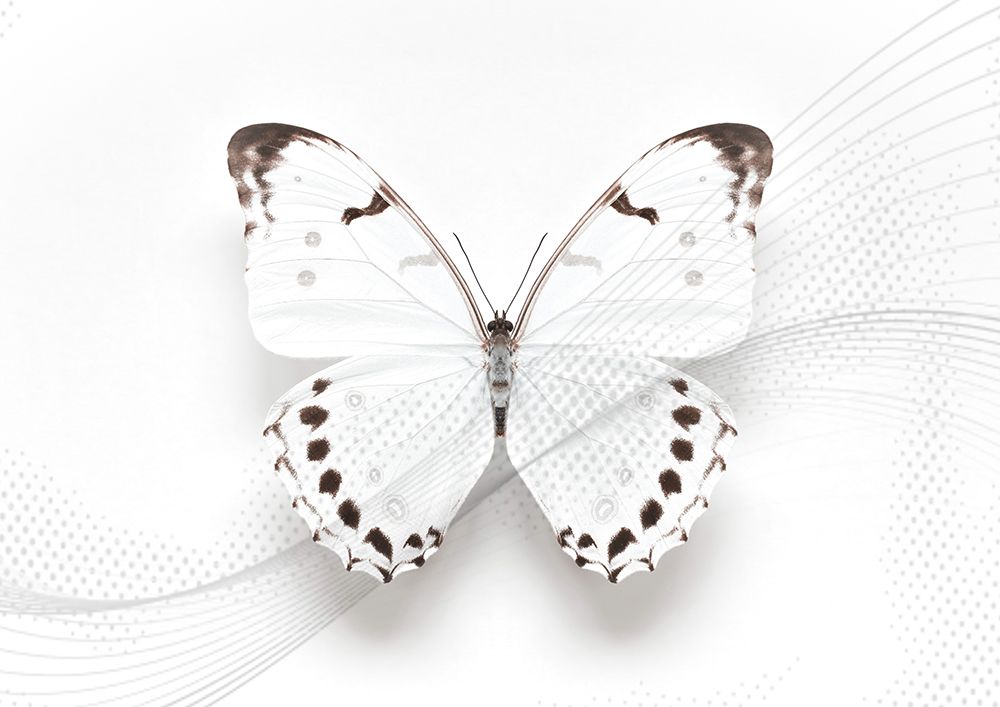 White Butterfly Swirl art print by Alyson Fennell for $57.95 CAD