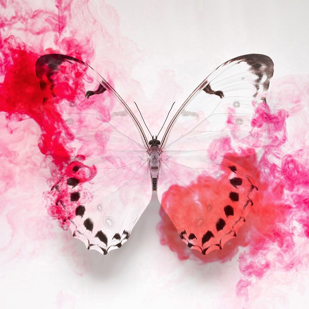White Morpho Butterfly With Crimson Ink art print by Alyson Fennell for $57.95 CAD