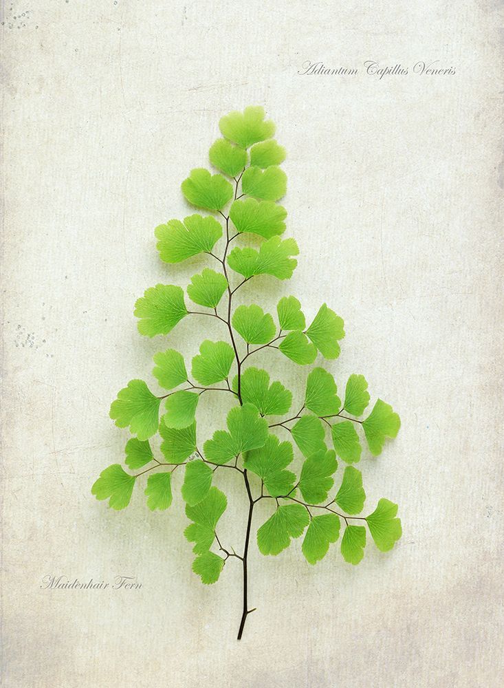 Maiden Hair Fern art print by Alyson Fennell for $57.95 CAD