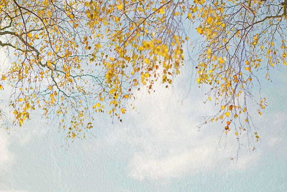 Silver Birch Leaves On Blue Sky art print by Alyson Fennell for $57.95 CAD