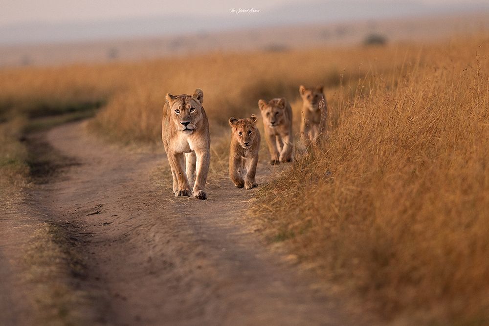 Mom And The Cubs art print by Saikiran Bhagavatula for $57.95 CAD