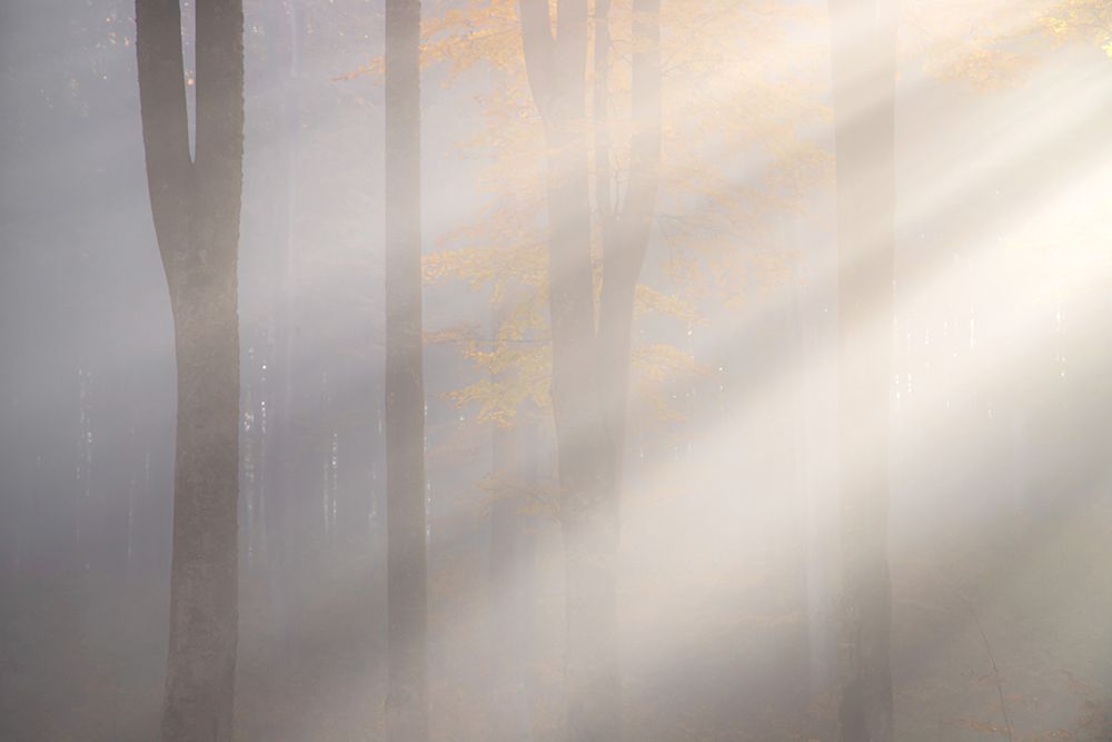 Rays Of Light art print by Alexandru Ionut Coman for $57.95 CAD