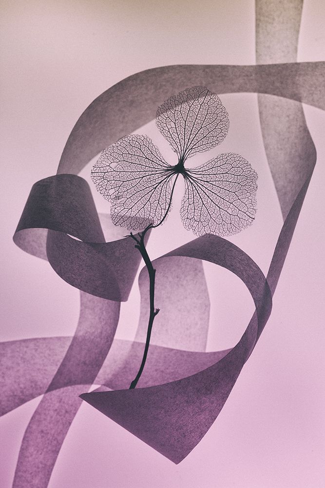 Graceful art print by Shihya Kowatari for $57.95 CAD