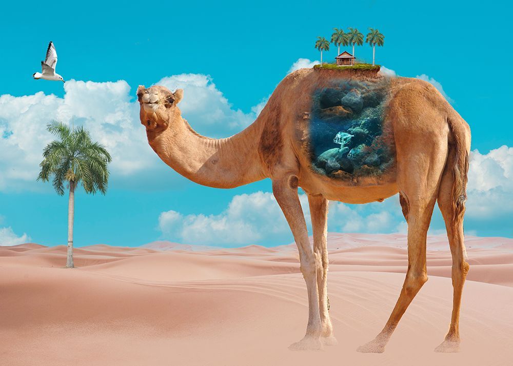 Camel art print by Salome Zhividze for $57.95 CAD