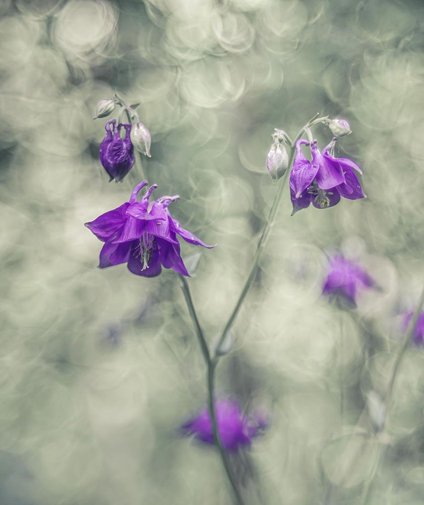 . art print by Elisabeth van Helden for $57.95 CAD