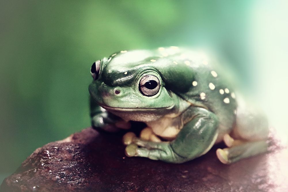 Froggy art print by Strelok for $57.95 CAD