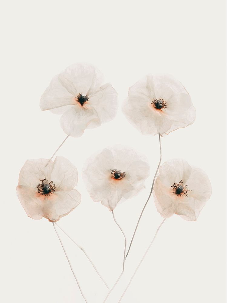 Beige Delicate Flowers art print by Bilge Paksoylu for $57.95 CAD