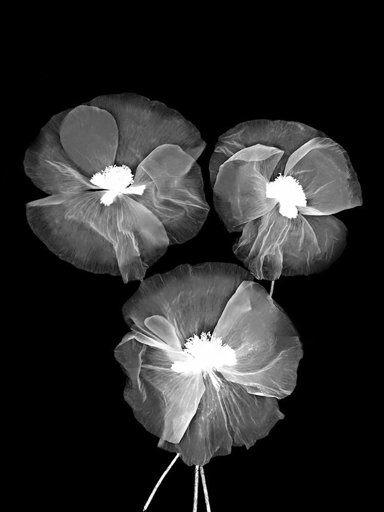 Black And White Delicate Flowers art print by Bilge Paksoylu for $57.95 CAD