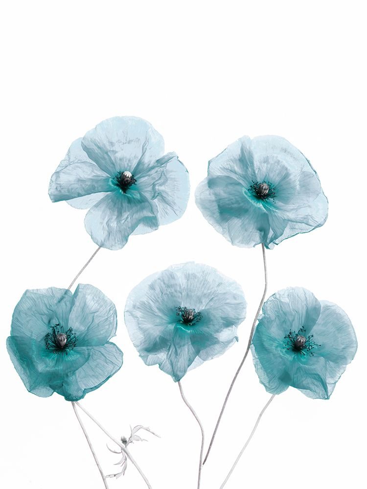 Blue Delicate Flowers art print by Bilge Paksoylu for $57.95 CAD