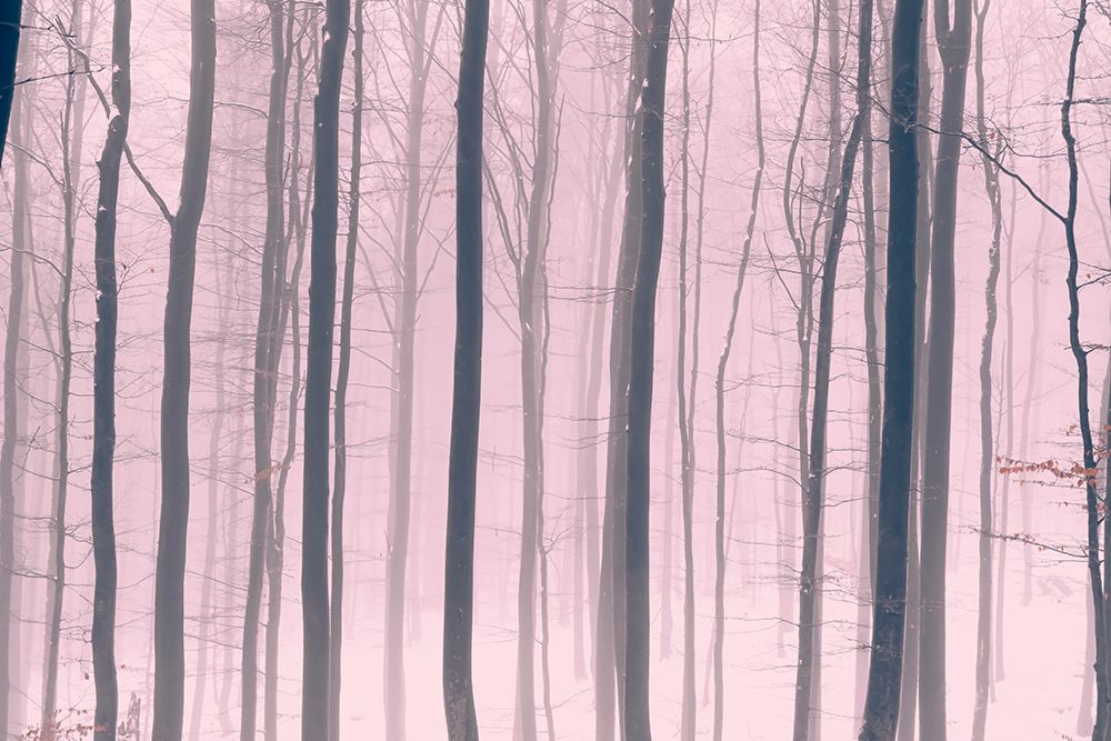 Trees In Forest 15 art print by Bilge Paksoylu for $57.95 CAD