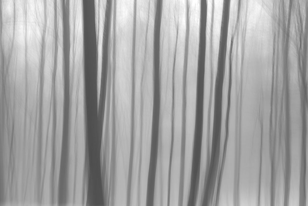 Trees In Forest 8 art print by Bilge Paksoylu for $57.95 CAD