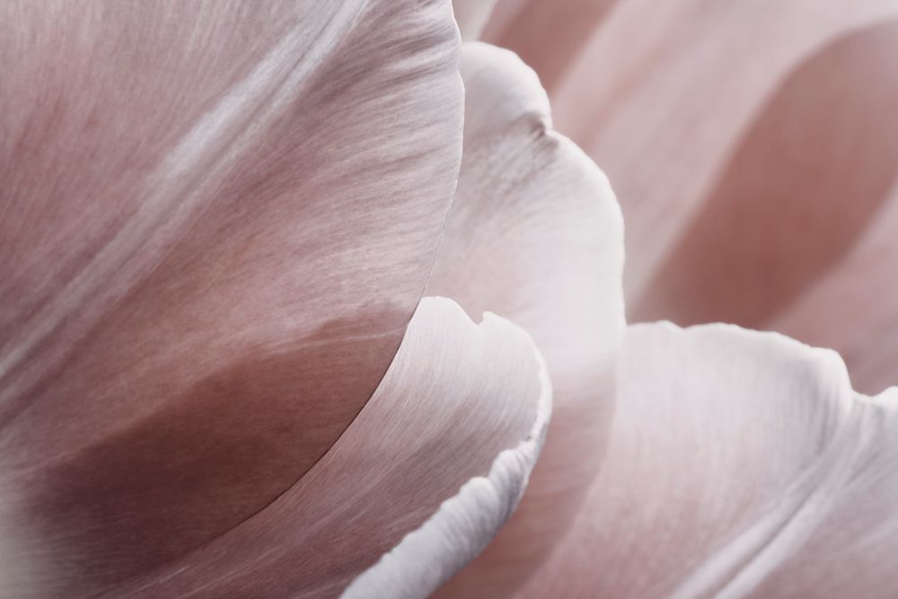 Pink Macro Flower Photo 1 art print by Bilge Paksoylu for $57.95 CAD