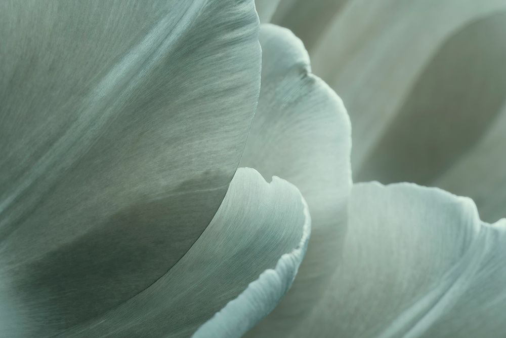 Green Macro Flower Photo 1 art print by Bilge Paksoylu for $57.95 CAD