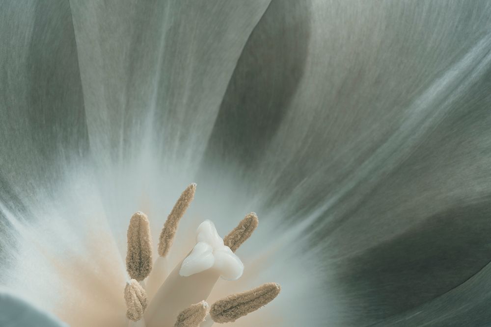 Green Macro Flower Photo art print by Bilge Paksoylu for $57.95 CAD