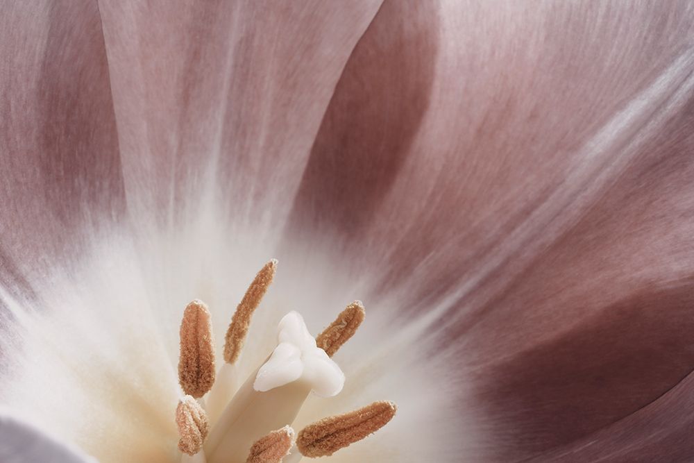 Pink Macro Flower Photo art print by Bilge Paksoylu for $57.95 CAD