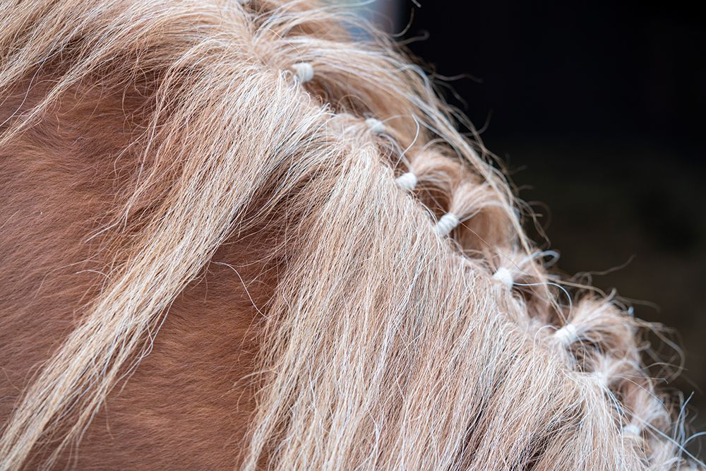 Horse Head 2 Dsc5495 Copy art print by Bilge Paksoylu for $57.95 CAD