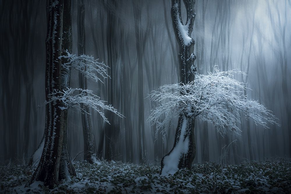 Jungle In The Balkan Mountains art print by 850051077 for $57.95 CAD